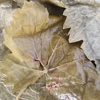 @tokaterbaa.yaprak Gelen Yapraklar Tanıtılan Gibi Değil