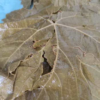 @tokaterbaa.yaprak Gelen Yapraklar Tanıtılan Gibi Değil