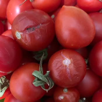 Migros'tan Siparişlerimde Domatesler Sürekli Ezilmiş Geliyor