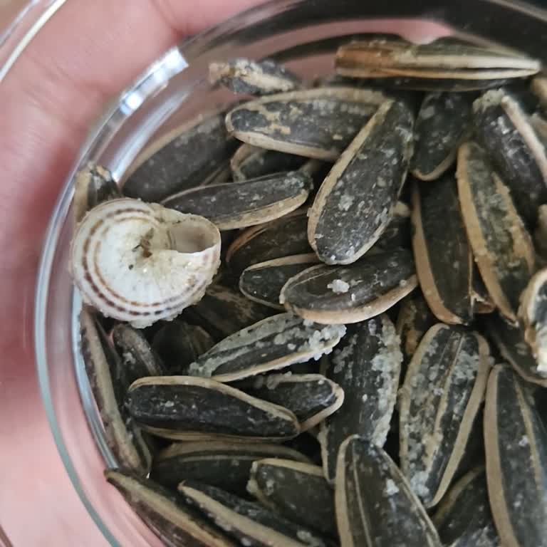 Ay Çekirdeği Paketinden Salyangoz Kabuğu Çıkması Şaşkınlığı