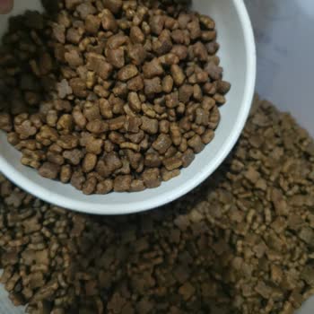 Aldığım Mama Sahte Mi? Kedim Kusuyor, Çözüm Bekliyorum!