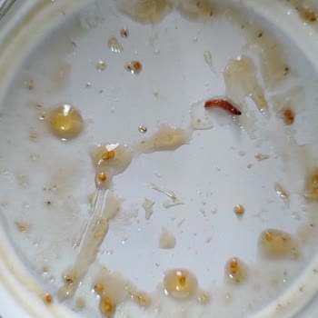 Gıda Güvenliğinde Hayal Kırıklığı: Kurtlu Reçel Deneyimi Ve Beklenen Önlemler