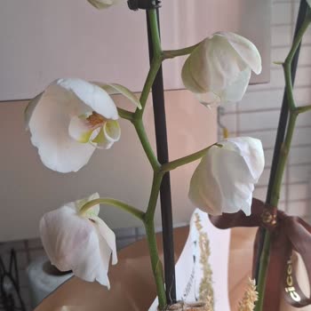 Siparişim Görselden Farklı Ve Eksik Geldi