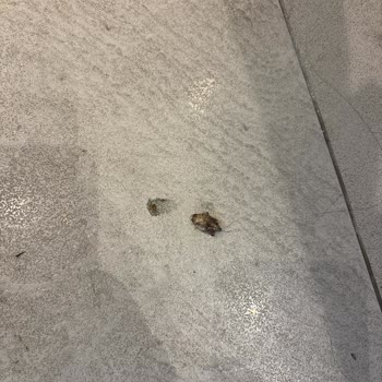 VIP Restoran Hizmetinde Temizlik Sorunu Ve İade Talebi