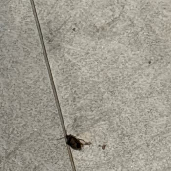 VIP Restoran Hizmetinde Temizlik Sorunu Ve İade Talebi