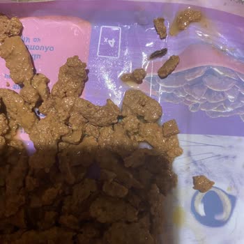 Whiskas Yaş Mama Paketinde Böcek Ve Kötü Koku Sorunu Yaşadım