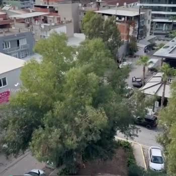 Bornova Belediyesi Tehlike Arz Eden Ağaç Dalları