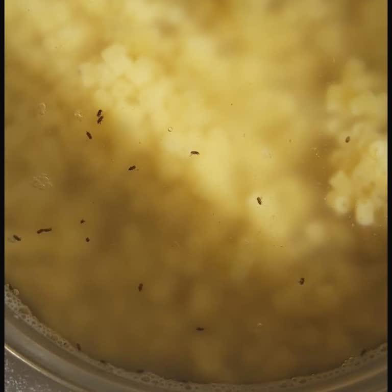 Aldığım Makarnada Böcek Çıkması Ve Sağlıklı Ürün Talebim