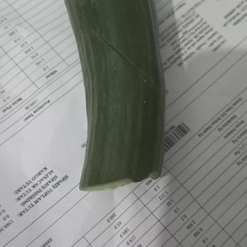 Online Siparişte Gönderilen Çürük Sebzeler Ve Hayal Kırıklığı