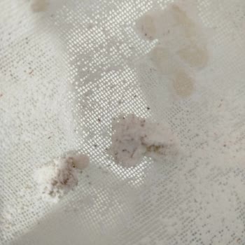 Aldığım Buğday Ununda Böcek Çıktı Hijyen Endişesi Yaşıyorum