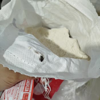 Aldığım Buğday Ununda Böcek Çıktı Hijyen Endişesi Yaşıyorum