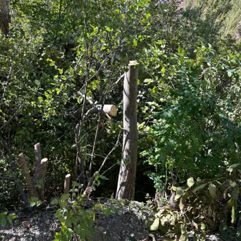 Aras Elektrik Dağıtım Habersiz Ağaç Kesimi Nedeniyle Maddi Ve Manevi Mağduriyet