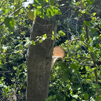 Aras Elektrik Dağıtım Habersiz Ağaç Kesimi Nedeniyle Maddi Ve Manevi Mağduriyet