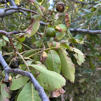 Aras Elektrik Dağıtım Habersiz Ağaç Kesimi Nedeniyle Maddi Ve Manevi Mağduriyet