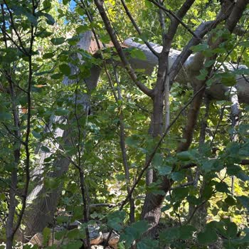 Aras Elektrik Dağıtım Habersiz Ağaç Kesimi Nedeniyle Maddi Ve Manevi Mağduriyet