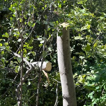 Aras Elektrik Dağıtım Habersiz Ağaç Kesimi Nedeniyle Maddi Ve Manevi Mağduriyet