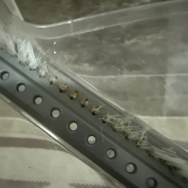 Parex Wondero Mop Başlığı Ve Yedek Parça Sorunlarına Çözüm Bekliyorum