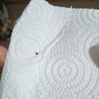 Eti Top Kek'te Böcek Çıkması Ve Yetersiz Müşteri Hizmeti Mağduriyeti