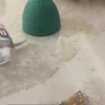Toy Joy Küflenmiş Hamur Sorunu