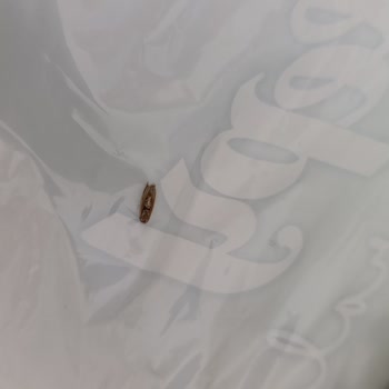 Bebek Bezinden Güve Çıkması Hijyen Endişesi Yarattı