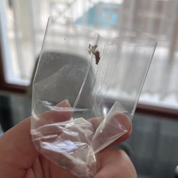 Satın Aldığım BB Kremden Böcek Çıktı, Sağlığım Tehlikede!