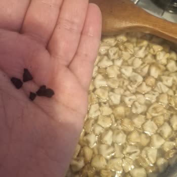 Aldığım Mantıdan Yabancı Cisim Ve Siyah Maddeler Çıktı Sağlığım Tehlikeye Girdi