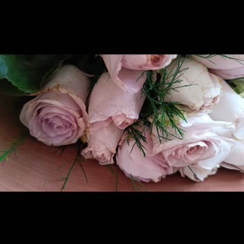 Taze Çiçek | Tazecicek.com Doğum Günü İçin Sipariş Edilen Çiçekler Yanlış Ve Solmuş Gönderildi