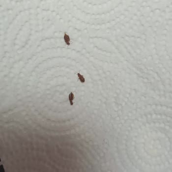 KYK Yurdunda Yayılan Tahtakurusu Sorunu Çözülmüyor