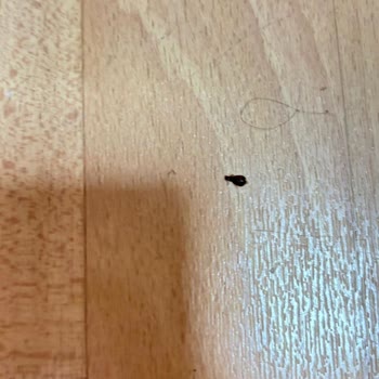 KYK Yurdunda Yayılan Tahtakurusu Sorunu Çözülmüyor