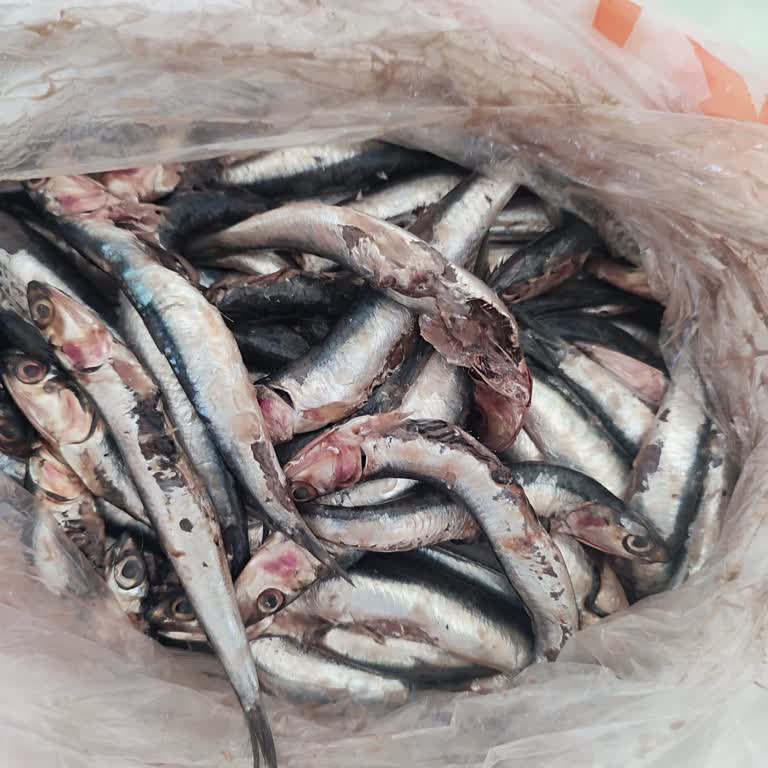 Migros Sanal Market'ten Bayat Ve Bozuk Hamsi Satışı, İade Sorunu