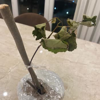 Botanikmarket.org Yanılttı