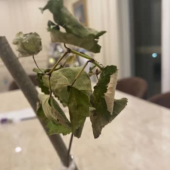 Botanikmarket.org Yanılttı