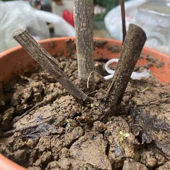 Botanikmarket.org Yanılttı