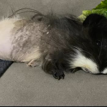 Veteriner Klinik Hizmetlerinde Yetersiz Uygulama ve Sonuçları