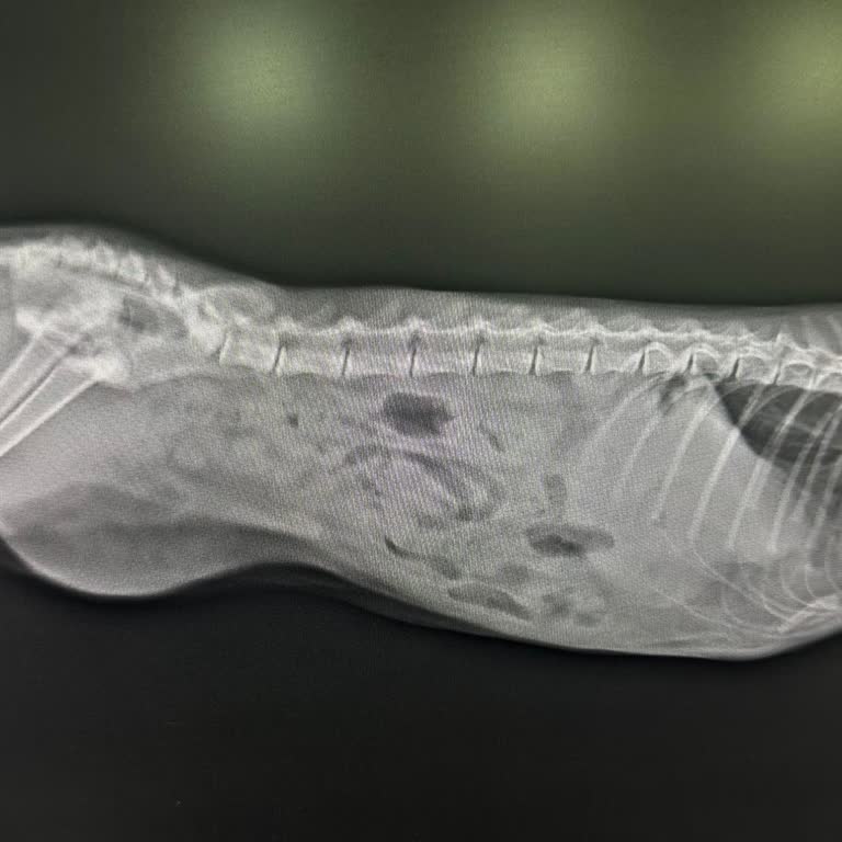 Animal Town Veteriner Kliniği Yüzünden Hem Maddi Hem Manevi Olarak Büyük Mağduriyet Yaşadık