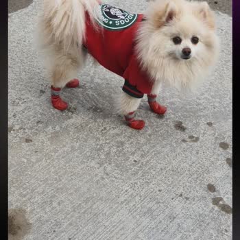 Dearest Paw Ürünün Acilen Gönderilmesini veya Ücret İadesinin Yapılmasını İstiyorum