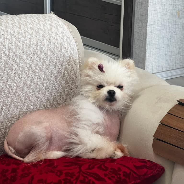 Pet Kuaför Olga Evcil Hayvanıma Yanlış Tıraş Ve İlgisiz Hizmet Nedeniyle Mağduriyet Yaşadım