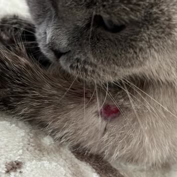 Kedimin Tedavisinde Onaysız İşlemler Ve Hijyen Eksikliği Mağduriyeti