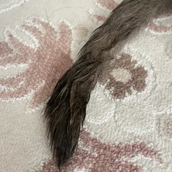 Kedimin Tedavisinde Onaysız İşlemler Ve Hijyen Eksikliği Mağduriyeti