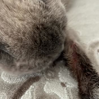 Kedimin Tedavisinde Onaysız İşlemler Ve Hijyen Eksikliği Mağduriyeti