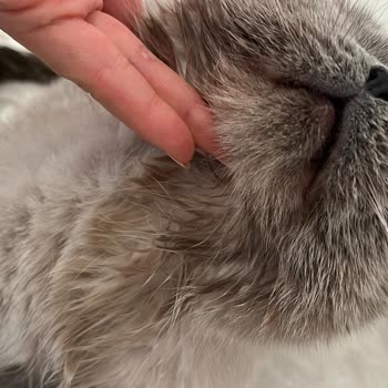 Kedimin Tedavisinde Onaysız İşlemler Ve Hijyen Eksikliği Mağduriyeti