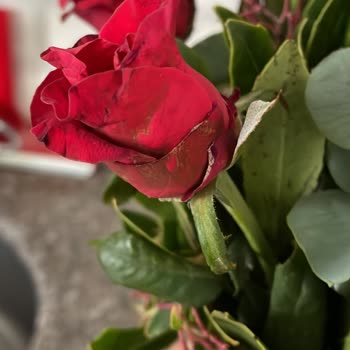 Gönderilen Çiçekler Solmuş Ve Kalitesizdi