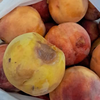 Geç Teslimat Ve Çürük Meyveyle Mağduriyet