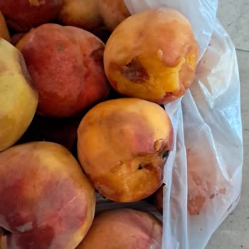 Geç Teslimat Ve Çürük Meyveyle Mağduriyet