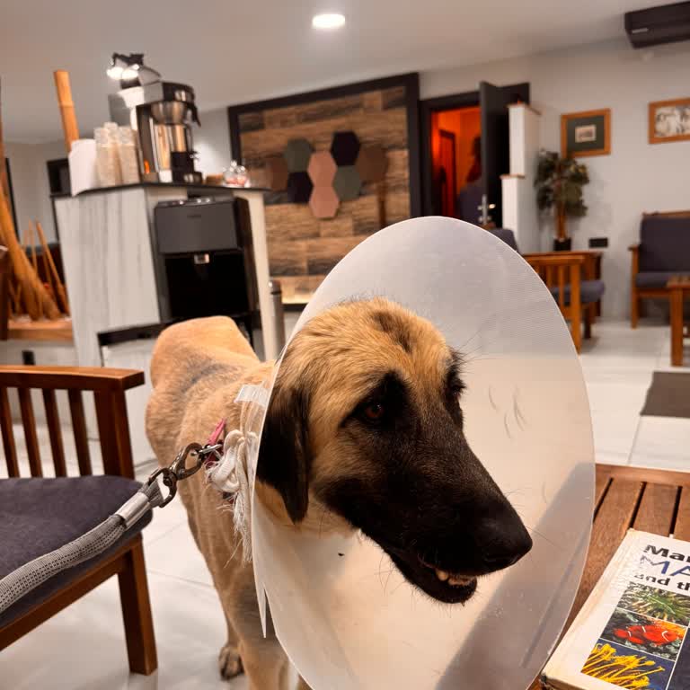 Fahiş Fiyat Artışı Ve Saygısız Yaklaşım: Vtm Hayvan Hastanesi'nde Mağduriyet