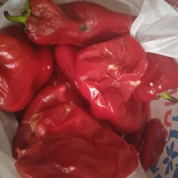 Çürük Kapya Biber Teslimatı Ve Çözülmeyen Mağduriyet