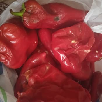 Çürük Kapya Biber Teslimatı Ve Çözülmeyen Mağduriyet