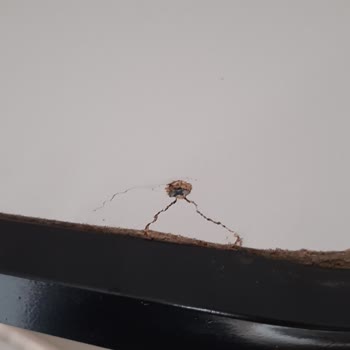 Modalife Çocuk Odası Geç Teslimat Kırık Ürün Ve İlgisizlik Mağduriyeti