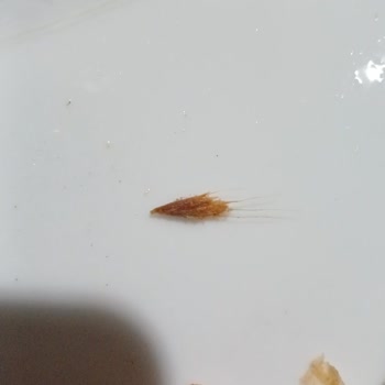 Yemekte Ayrık Otu: Hijyen Ve Gıda Güvenliği Riski!