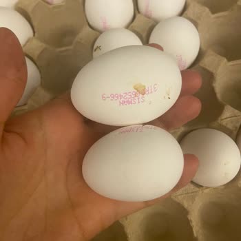 BİM'den Aldığım M Boy Yumurtaların Boyutları Tutarsız Çıktı